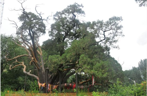 北京首座“古柏公園”計劃明年5月開園