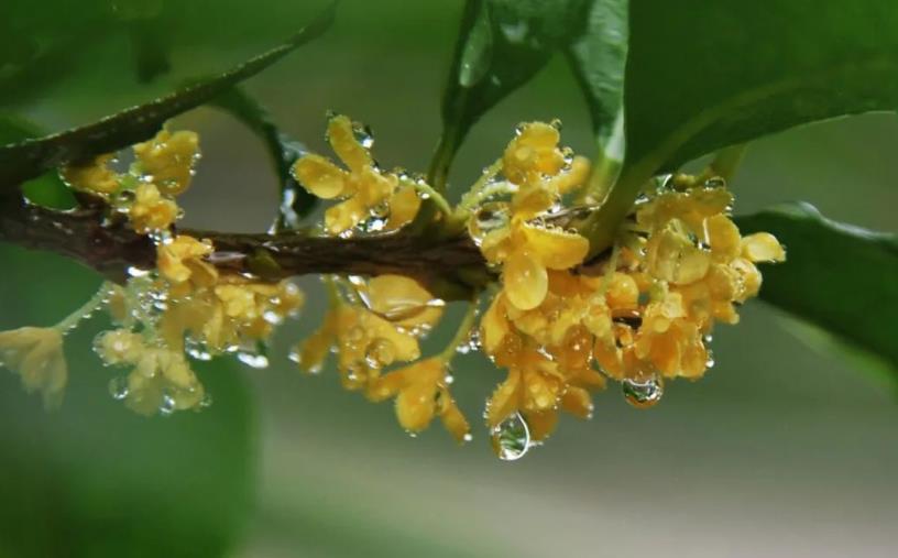 春季桂花移栽修剪有訣竅，襄陽園林綠化公司親傳經驗，來年花多枝密長勢好