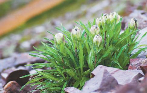 冰天雪地，為何也有植物開花？